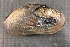  ( - EpurOch003)  @11 [ ] CreativeCommons - Attribution Non-Commercial No Derivatives (2014) Nathan A. Johnson USGS