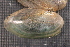  (Utterbackia imbecillis - UimbCho015)  @11 [ ] CreativeCommons - Attribution Non-Commercial No Derivatives (2014) Nathan A. Johnson USGS