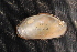  (Elliptio chipolaensis - EchiChi013)  @11 [ ] CreativeCommons - Attribution Non-Commercial No Derivatives (2014) Nathan A. Johnson USGS