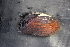  ( - EcraApa014)  @11 [ ] CreativeCommons - Attribution Non-Commercial No Derivatives (2014) Nathan A. Johnson USGS