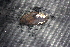  (Elliptio arctata - EarcAla045)  @11 [ ] CreativeCommons - Attribution Non-Commercial No Derivatives (2014) Nathan A. Johnson USGS