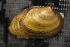  ( - UspeChi062)  @11 [ ] CreativeCommons - Attribution Non-Commercial No Derivatives (2017) Nathan A. Johnson USGS