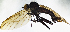  ( - BE3E)  @13 [ ] CreativeCommons  Attribution (by) (2019) Emma Wahlberg Swedish Museum of Natural History