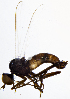  ( - BF2E)  @11 [ ] CreativeCommons  Attribution (by) (2019) Emma Wahlberg Swedish Museum of Natural History