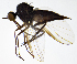  ( - BF3E)  @11 [ ] CreativeCommons  Attribution (by) (2019) Emma Wahlberg Swedish Museum of Natural History