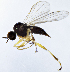  (Trichininae - BJ7E)  @14 [ ] CreativeCommons  Attribution (by) (2019) Emma Wahlberg Swedish Museum of Natural History