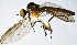  ( - BK5E)  @11 [ ] CreativeCommons  Attribution (by) (2019) Emma Wahlberg Swedish Museum of Natural History