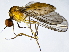  ( - BK6E)  @11 [ ] CreativeCommons  Attribution (by) (2019) Emma Wahlberg Swedish Museum of Natural History
