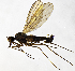  ( - BL4E)  @14 [ ] CreativeCommons  Attribution (by) (2019) Emma Wahlberg Swedish Museum of Natural History
