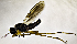  ( - BN4E)  @11 [ ] CreativeCommons  Attribution (by) (2019) Emma Wahlberg Swedish Museum of Natural History