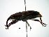  ( - CCDB-29861-C05)  @11 [ ] creative commons  non-commercial only (2017) Servicio Nacional de Sanidad Agraria del Peru Servicio Nacional de Sanidad Agraria del Peru