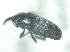  ( - CCDB-29862-B04)  @11 [ ] creative commons  non-commercial only (2017) Servicio Nacional de Sanidad Agraria del Peru Servicio Nacional de Sanidad Agraria del Peru