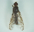  (Anastrepha atrox - CCDB-29865-A04)  @11 [ ] creative commons  non-commercial only (2017) Servicio Nacional de Sanidad Agraria del Peru Servicio Nacional de Sanidad Agraria del Peru