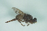  ( - CCDB-29865-C03)  @12 [ ] creative commons  non-commercial only (2017) Servicio Nacional de Sanidad Agraria del Peru Servicio Nacional de Sanidad Agraria del Peru