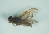  (Anastrepha manihoti - CCDB-29865-D01)  @11 [ ] creative commons  non-commercial only (2017) Servicio Nacional de Sanidad Agraria del Peru Servicio Nacional de Sanidad Agraria del Peru