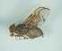 (Anastrepha montei - CCDB-29865-D04)  @11 [ ] creative commons  non-commercial only (2017) Servicio Nacional de Sanidad Agraria del Peru Servicio Nacional de Sanidad Agraria del Peru
