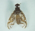  (Anastrepha nigripalpis - CCDB-29865-D07)  @11 [ ] creative commons  non-commercial only (2017) Servicio Nacional de Sanidad Agraria del Peru Servicio Nacional de Sanidad Agraria del Peru