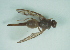  (Anastrepha nolazcoae - CCDB-29865-D08)  @11 [ ] creative commons  non-commercial only (2017) Servicio Nacional de Sanidad Agraria del Peru Servicio Nacional de Sanidad Agraria del Peru