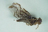  (Anastrepha ornata - CCDB-29865-E02)  @11 [ ] creative commons  non-commercial only (2017) Servicio Nacional de Sanidad Agraria del Peru Servicio Nacional de Sanidad Agraria del Peru