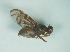  (Anastrepha pickeli - CCDB-29865-E06)  @11 [ ] creative commons  non-commercial only (2017) Servicio Nacional de Sanidad Agraria del Peru Servicio Nacional de Sanidad Agraria del Peru