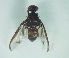  (Anastrepha punensis - CCDB-29865-E07)  @11 [ ] creative commons  non-commercial only (2017) Servicio Nacional de Sanidad Agraria del Peru Servicio Nacional de Sanidad Agraria del Peru