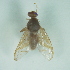  (Anastrepha raveni - CCDB-29865-E11)  @11 [ ] creative commons  non-commercial only (2017) Servicio Nacional de Sanidad Agraria del Peru Servicio Nacional de Sanidad Agraria del Peru