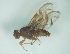  (Anastrepha schultzi - CCDB-29865-F01)  @12 [ ] creative commons  non-commercial only (2017) Servicio Nacional de Sanidad Agraria del Peru Servicio Nacional de Sanidad Agraria del Peru