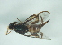  ( - CCDB-29865-F08)  @13 [ ] creative commons  non-commercial only (2017) Servicio Nacional de Sanidad Agraria del Peru Servicio Nacional de Sanidad Agraria del Peru