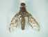  (Anastrepha willei - CCDB-29865-G09)  @11 [ ] creative commons  non-commercial only (2017) Servicio Nacional de Sanidad Agraria del Peru Servicio Nacional de Sanidad Agraria del Peru