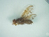  (Anastrepha zernyi - CCDB-29865-G10)  @11 [ ] creative commons  non-commercial only (2017) Servicio Nacional de Sanidad Agraria del Peru Servicio Nacional de Sanidad Agraria del Peru