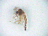  ( - CCDB-29868-F07)  @11 [ ] creative commons  non-commercial only (2018) Servicio Nacional de Sanidad Agraria del Peru Servicio Nacional de Sanidad Agraria del Peru