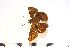  ( - CI-G04)  @11 [ ] creative commons  non-commercial only (2017) Servicio Nacional de Sanidad Agraria del Peru Servicio Nacional de Sanidad Agraria del Peru