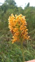  (Platanthera chapmanii - MR0022015)  @11 [ ] Unspecified (default): All Rights Reserved  Unspecified Unspecified