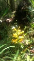  (Platanthera cristata - JCS-018)  @11 [ ] Unspecified (default): All Rights Reserved  Unspecified Unspecified