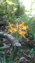  (Platanthera ciliaris - JCS-019)  @11 [ ] Unspecified (default): All Rights Reserved  Unspecified Unspecified