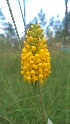  (Platanthera integra - JCS-020)  @11 [ ] Unspecified (default): All Rights Reserved  Unspecified Unspecified