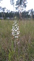  (Platanthera nivea - KB102)  @11 [ ] Copyright (2015) Kylie Bucalo Atlanta Botanical Garden