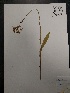  (Platanthera integrilabia - KB213)  @11 [ ] Copyright (2015) Kylie Bucalo Atlanta Botanical Garden