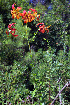  (Lilium pyrophilum - BW-2015-018)  @11 [ ] Unspecified (default): All Rights Reserved  Unspecified Unspecified