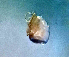  (Atractides acutirostris - CCDB 38362 G10)  @11 [ ] CreativeCommons - Attribution Share-Alike (2021) Unspecified Department of Biology, Faculty of Sciences and Mathematics, Podgorica
