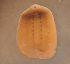  (Glossiphonia concolor - CCDB 38362 H06)  @11 [ ] CreativeCommons - Attribution Share-Alike (2021) Unspecified Department of Biology, Faculty of Sciences and Mathematics, Podgorica
