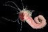  (Amphitrite ornata - SERCINVERT2482)  @11 [ ] by-nc-sa (2018) Robert Aguilar Smithsonian Environmental Research Center