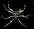  ( - SERCINVERT2158)  @11 [ ] by-nc-sa (2018) Robert Aguilar Smithsonian Environmental Research Center