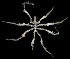  ( - SERCINVERT2189)  @11 [ ] by-nc-sa (2018) Robert Aguilar Smithsonian Environmental Research Center
