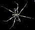 ( - SERCINVERT2190)  @11 [ ] by-nc-sa (2018) Robert Aguilar Smithsonian Environmental Research Center