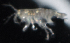  ( - SERCINVERT2617)  @11 [ ] by-nc-sa (2018) Robert Aguilar Smithsonian Environmental Research Center