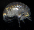  (Microprotopus raneyi - SERCINVERT2622)  @11 [ ] by-nc-sa (2018) Robert Aguilar Smithsonian Environmental Research Center
