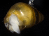  ( - SERCINVERT2899)  @11 [ ] by-nc-sa (2018) Robert Aguilar Smithsonian Environmental Research Center
