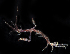  ( - SERCINVERT2909)  @11 [ ] by-nc-sa (2018) Robert Aguilar Smithsonian Environmental Research Center