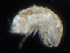  ( - SERCINVERT2724)  @11 [ ] by-nc-sa (2018) Robert Aguilar Smithsonian Environmental Research Center